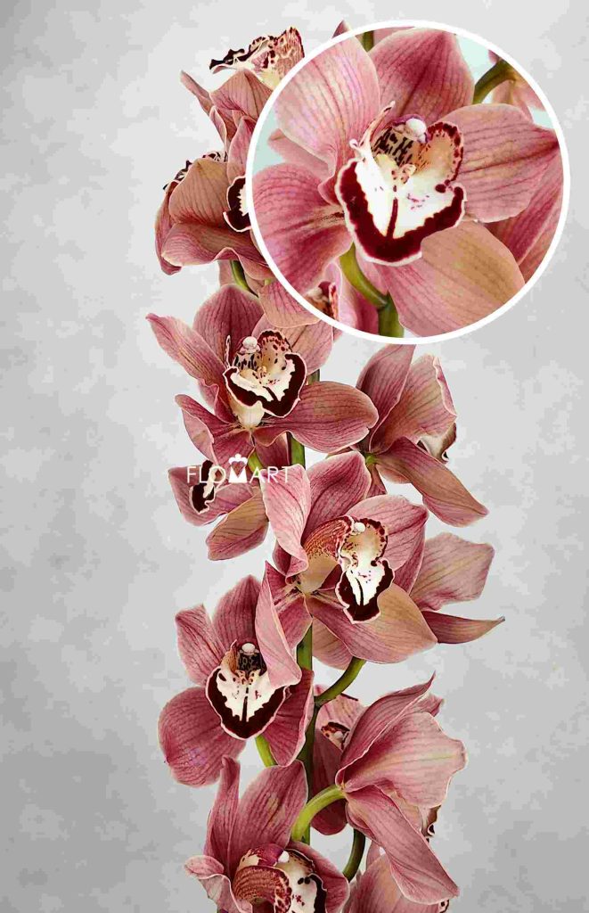 Cymbidium Std Masala