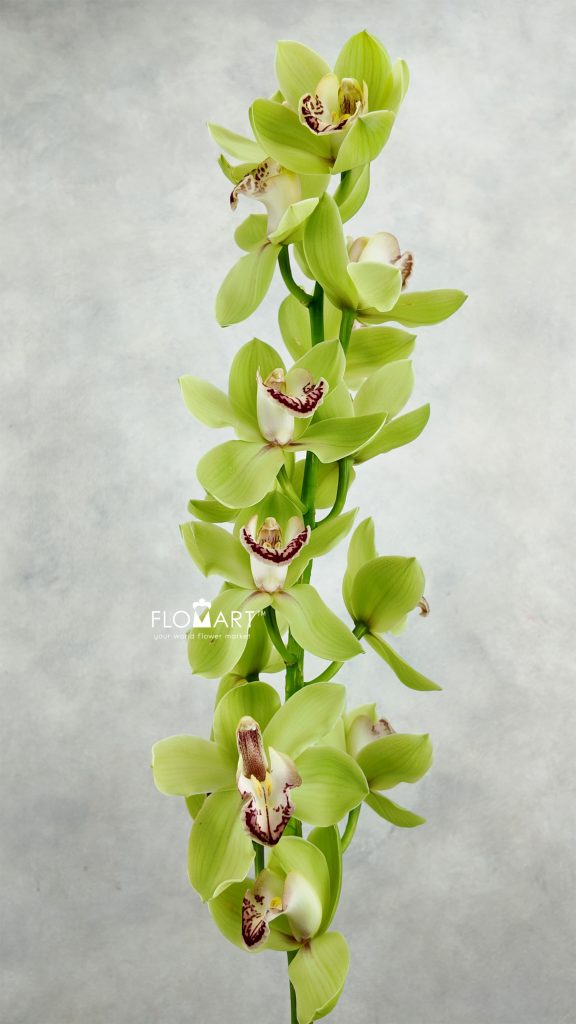 Cymbidium Std Meadows