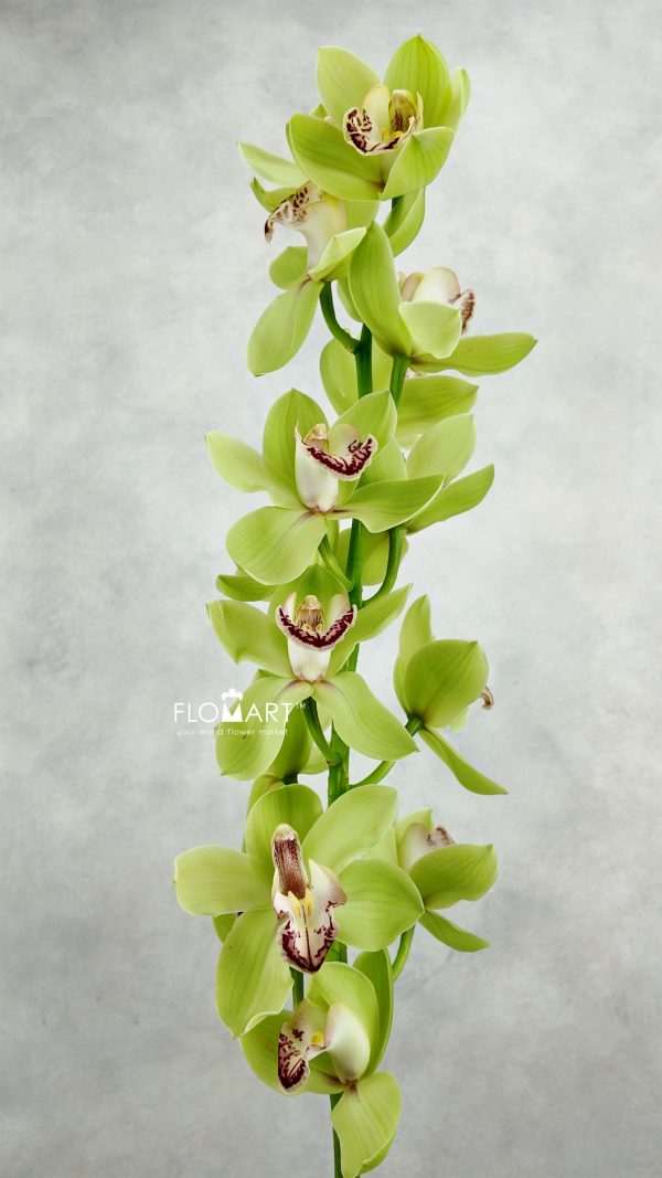 Cymbidium Std Meadows