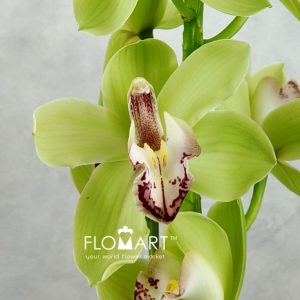 Cymbidium Std Meadows - Image 2