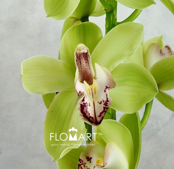 Cymbidium Std Meadows