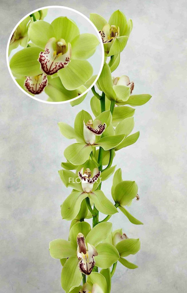Cymbidium Std Meadows