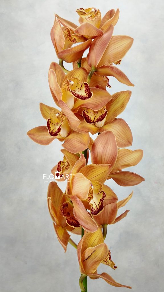 Cymbidium Std Mighty Arancia