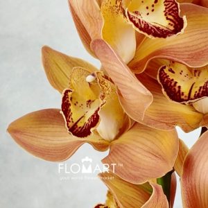 Cymbidium Std Mighty Arancia - Image 2