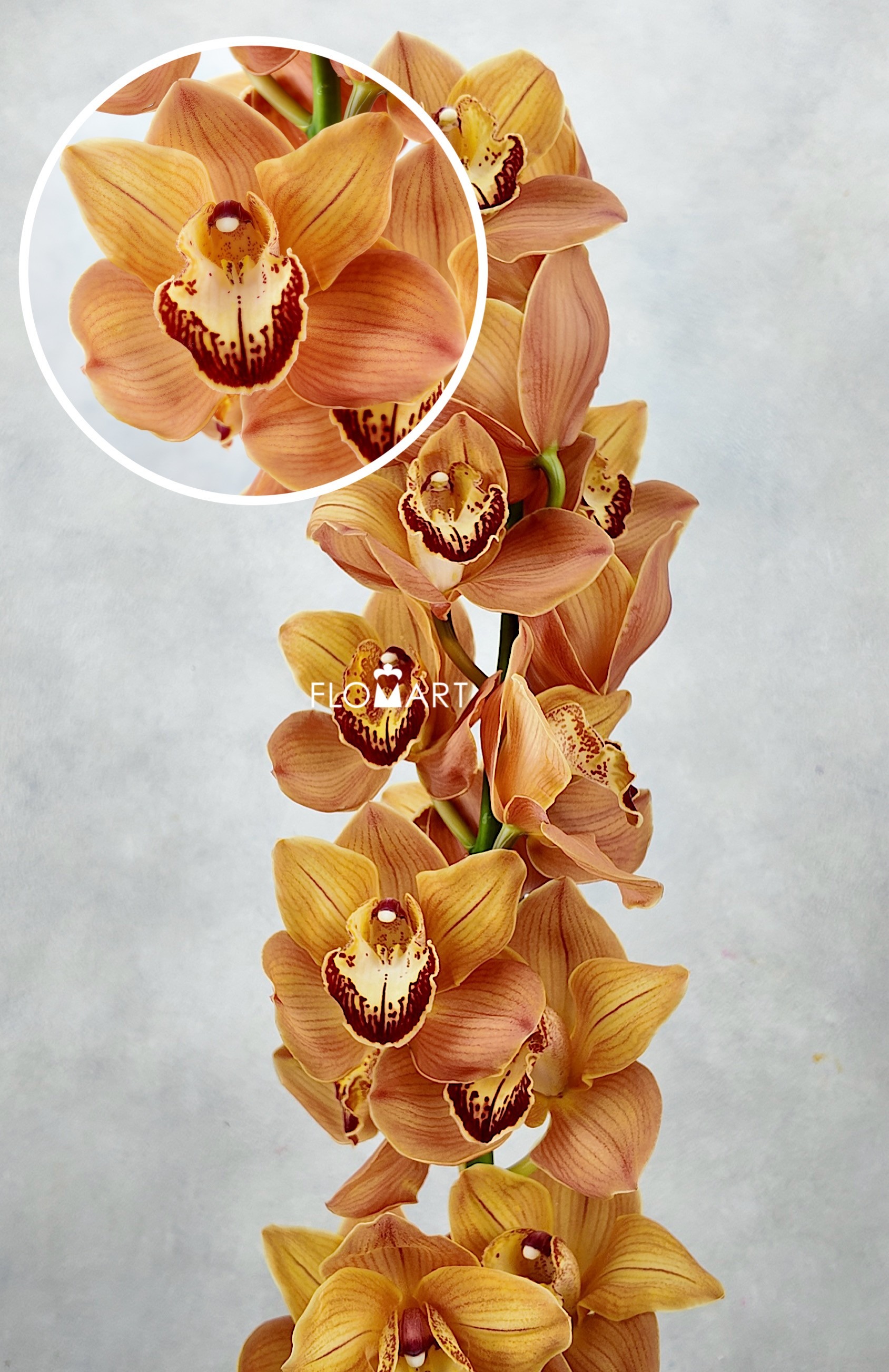 Cymbidium Std Mighty Arancia - Image 1