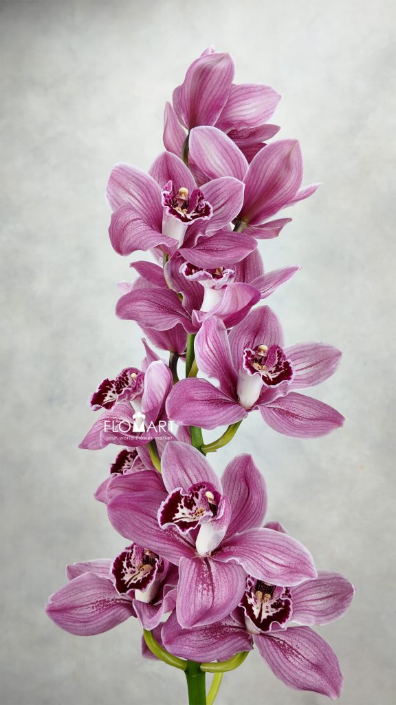 Cymbidium Std Monica
