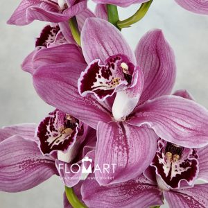 Cymbidium Std Monica - Image 2
