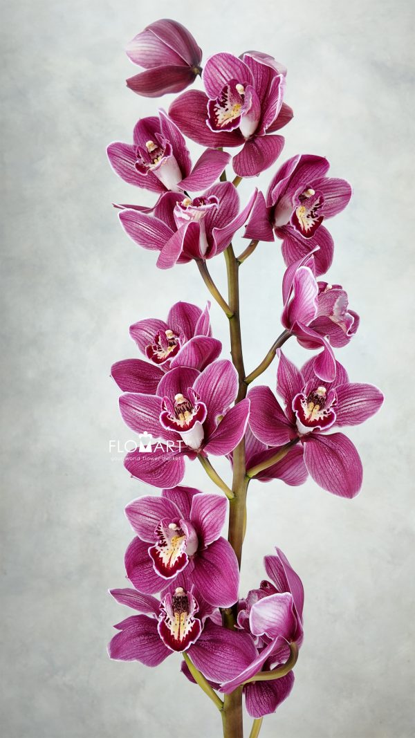 Cymbidium Std Mrs Pauline