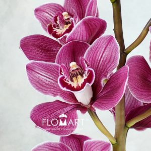 Cymbidium Std Mrs Pauline - Image 2