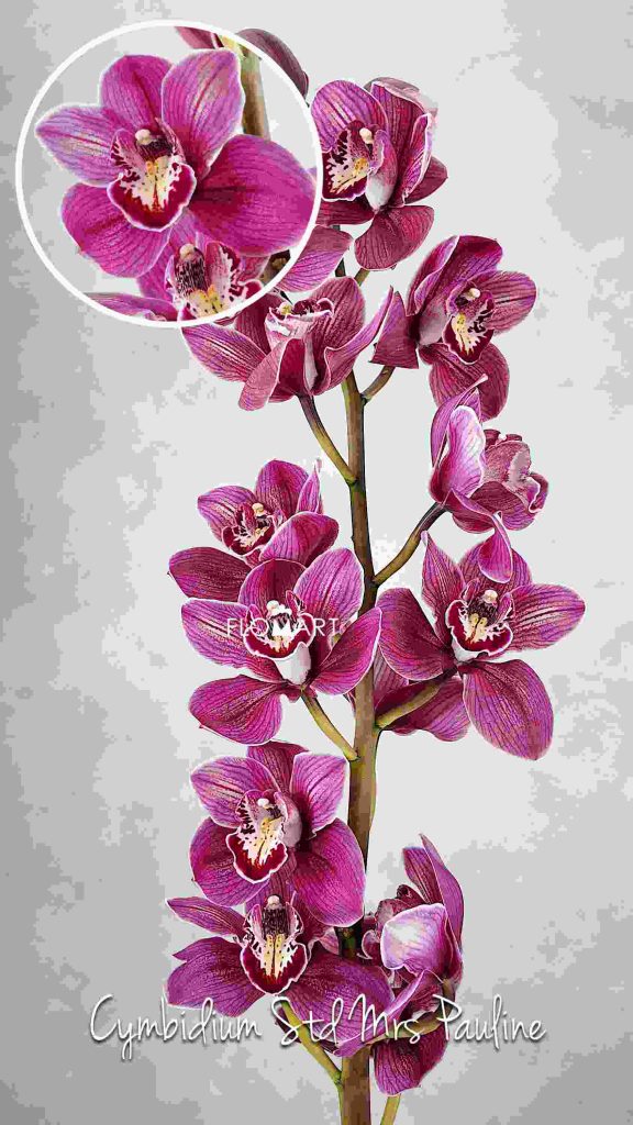 Cymbidium Std Mrs Pauline
