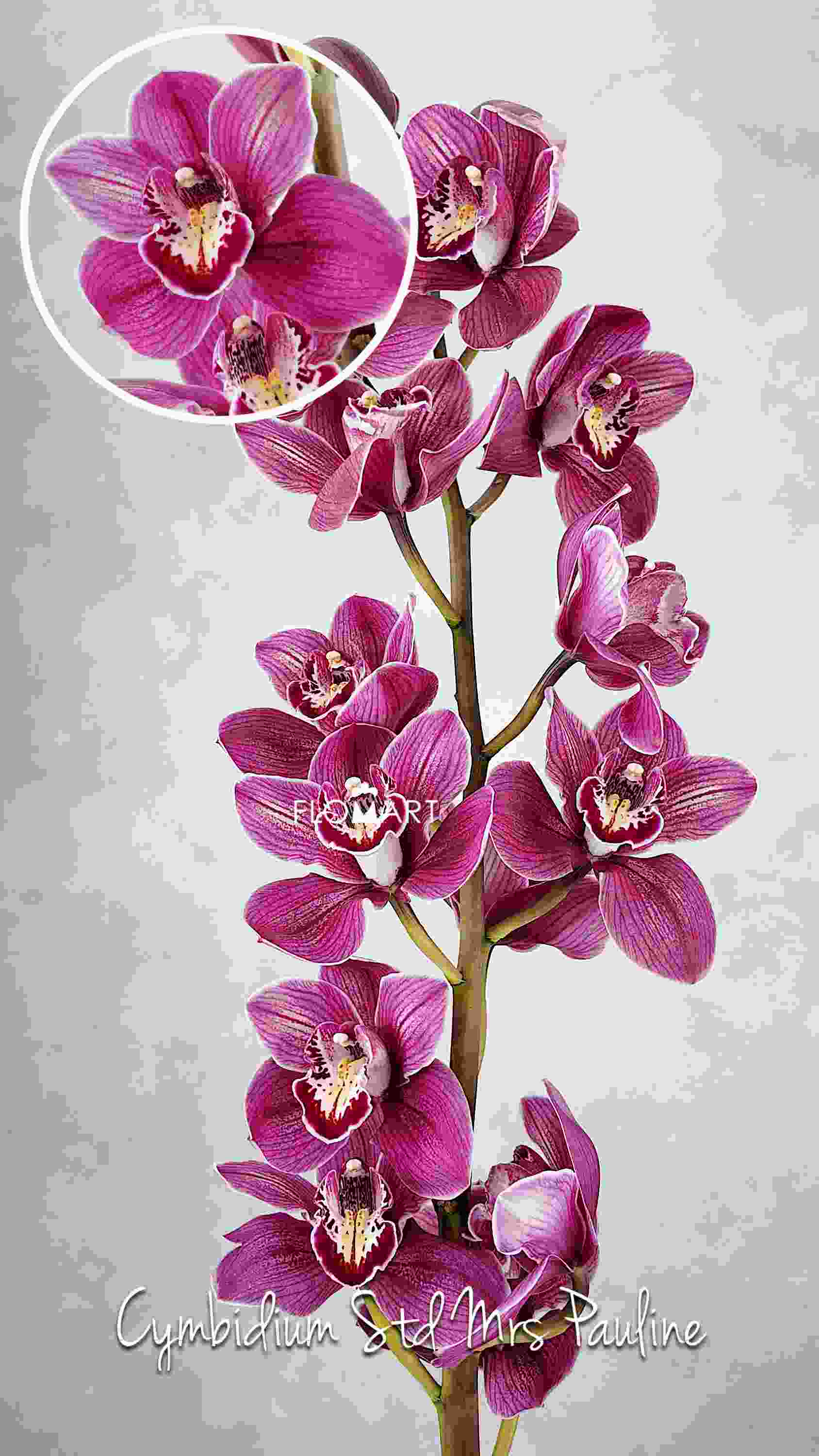 Cymbidium Std Mrs Pauline - Image 1