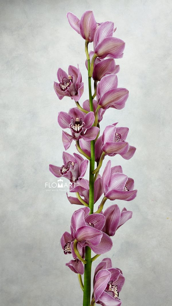 Cymbidium Std Mrs Rebecca