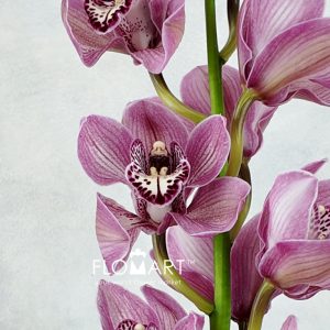Cymbidium Std Mrs Rebecca - Image 2