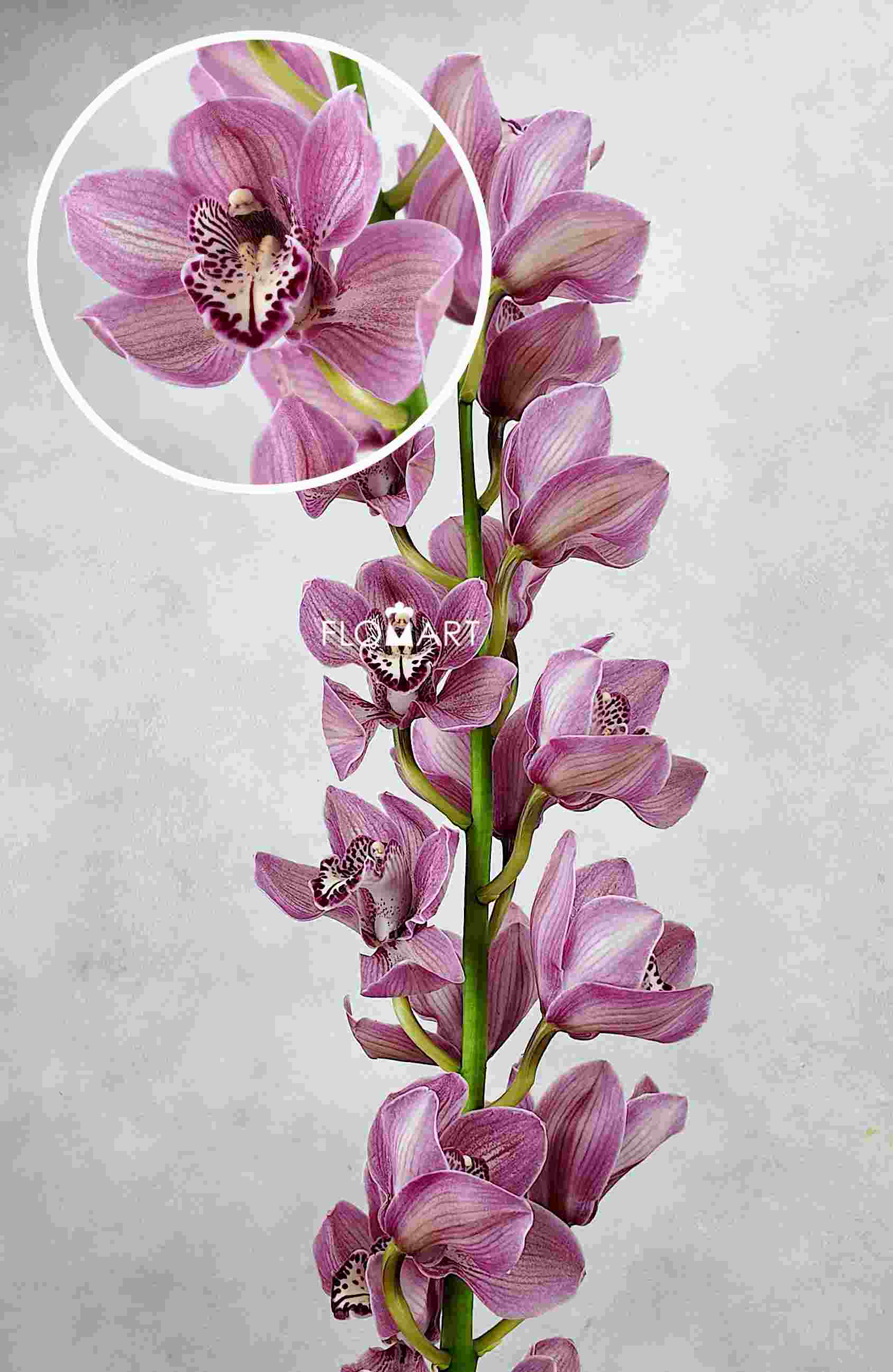 Cymbidium Std Mrs Rebecca - Image 1