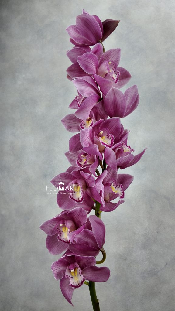 Cymbidium Std Pacific Swan
