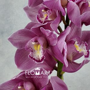 Cymbidium Std Pacific Swan - Image 2