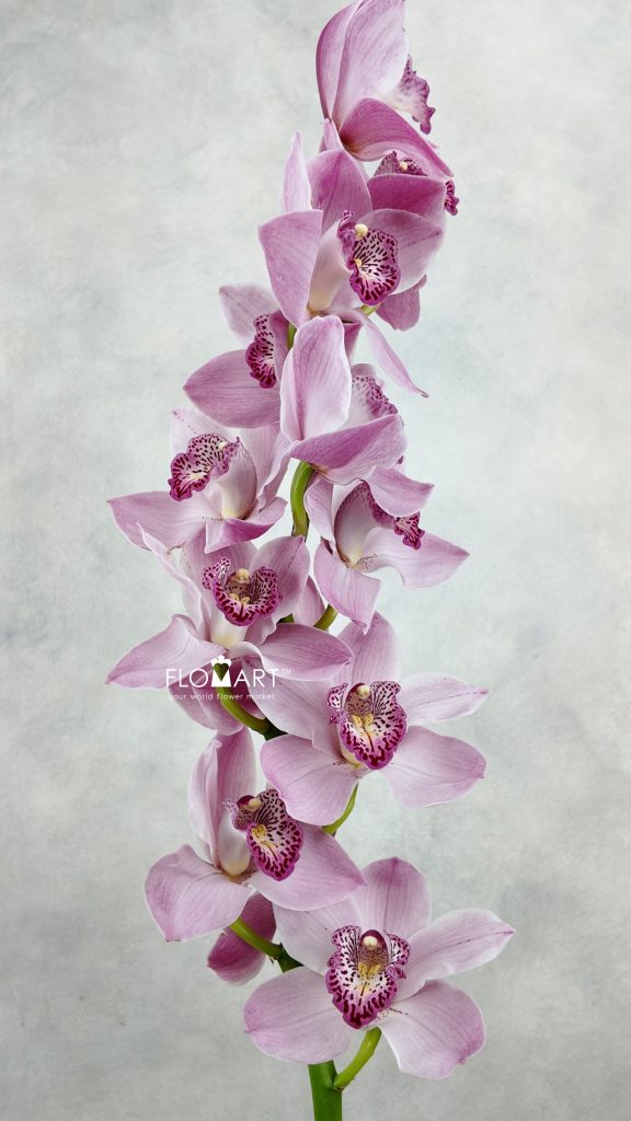 Cymbidium Std Pink Candy King