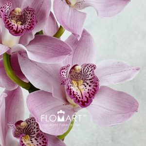 Cymbidium Std Pink Candy King - Image 2