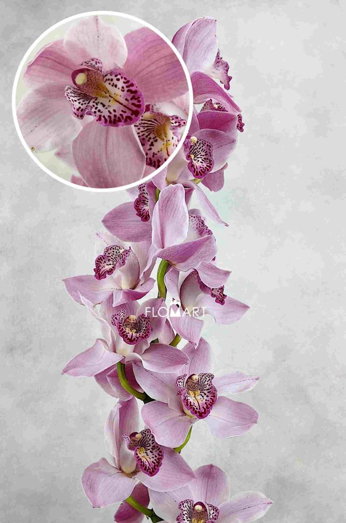 Cymbidium Std Pink Candy King