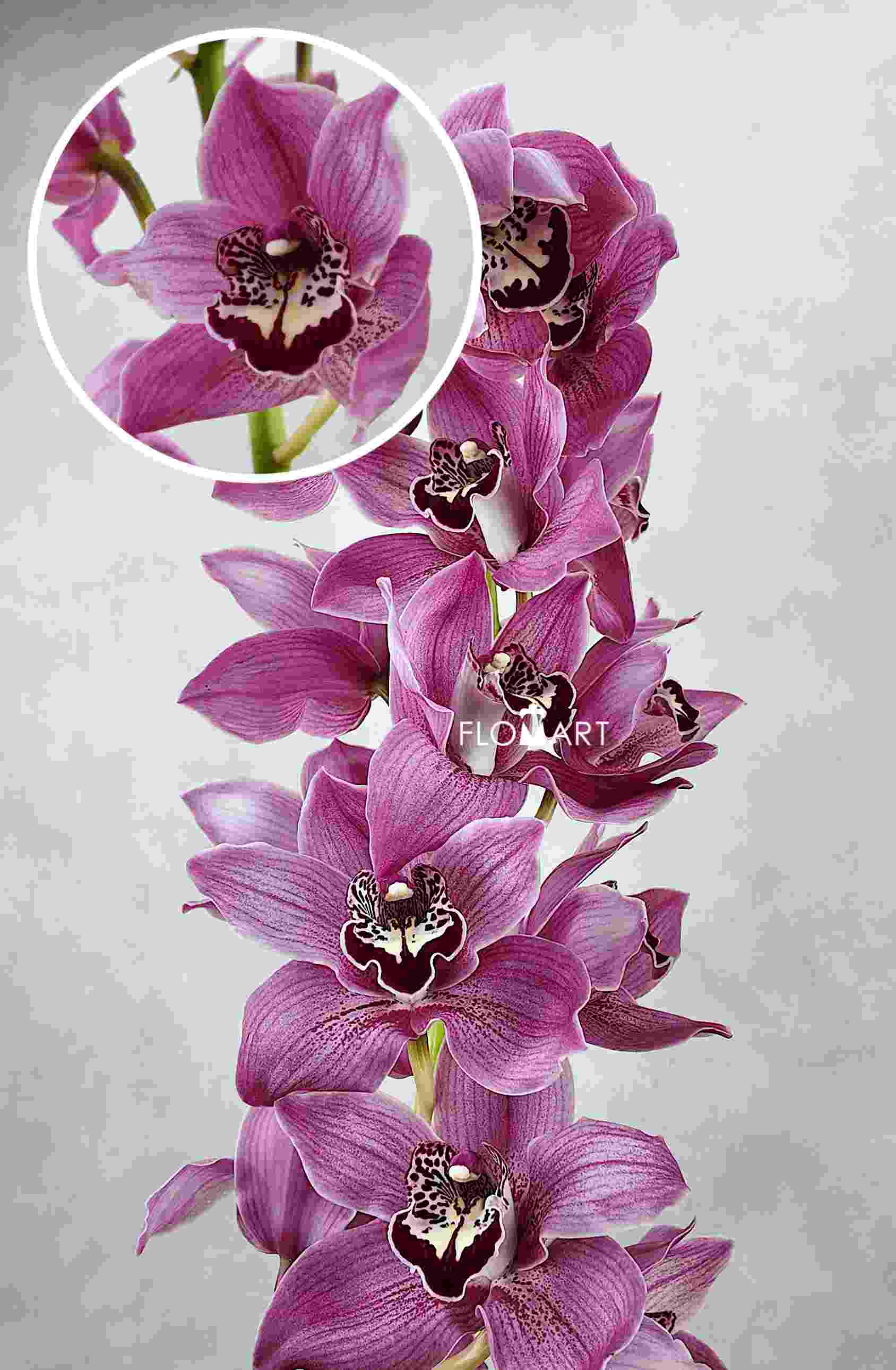 Cymbidium Std Pink - Image 1