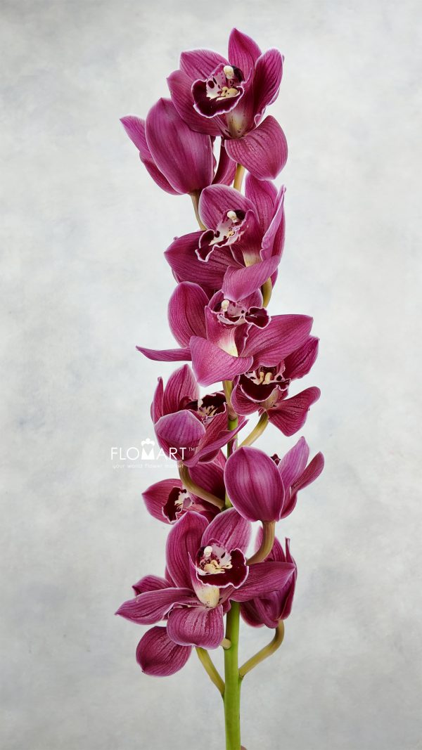 Cymbidium Std Rotorua