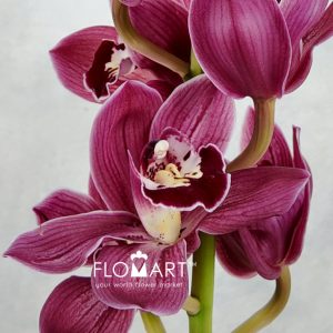 Cymbidium Std Rotorua - Image 2
