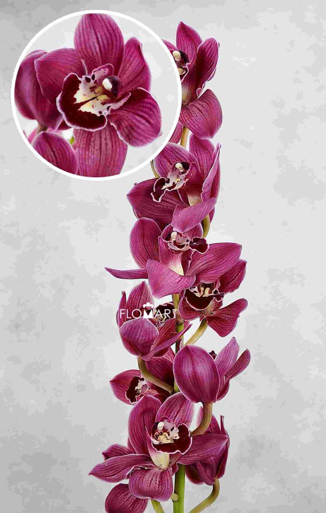 Cymbidium Std Rotorua