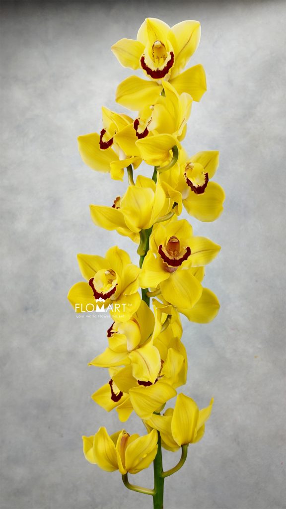 Cymbidium Std Sungold