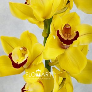 Cymbidium Std Sungold - Image 2