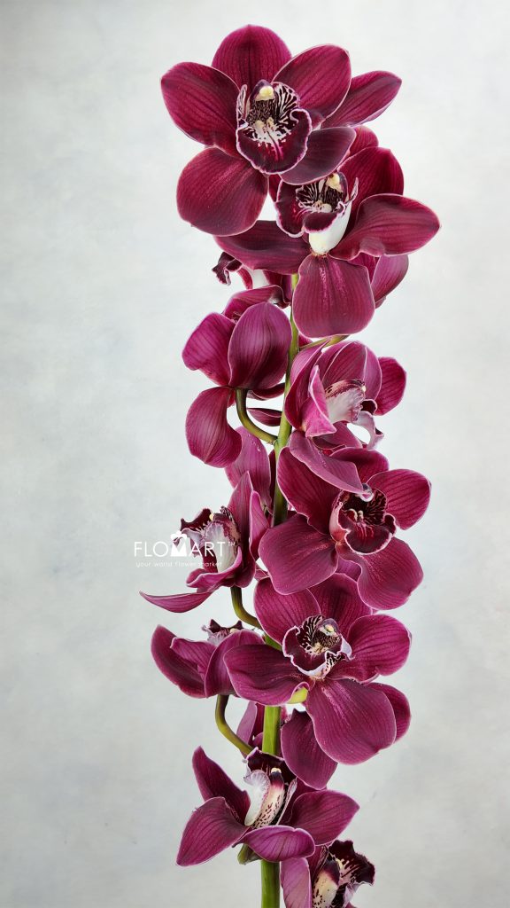 Cymbidium Std Taurus