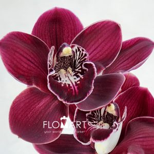 Cymbidium Std Taurus - Image 2