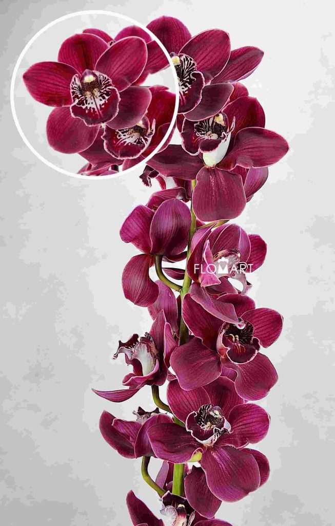 Cymbidium Std Taurus