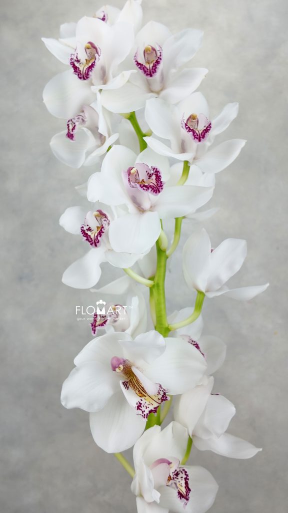 Cymbidium Std Vanity