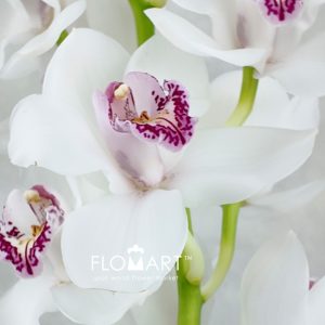 Cymbidium Std Vanity - Image 2