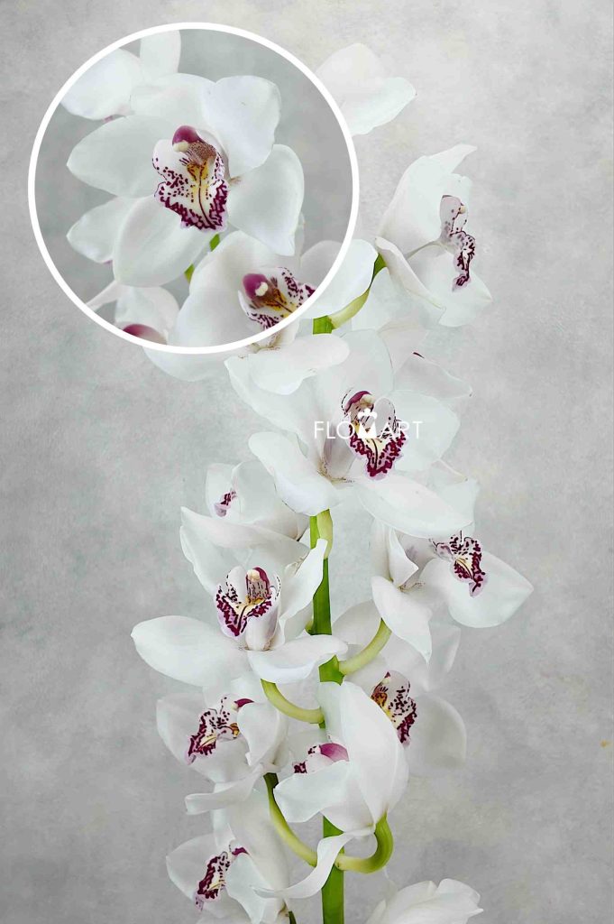 Cymbidium Std Vanity