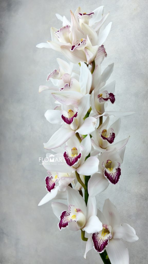 Cymbidium Std White Anouk