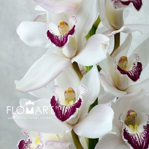Cymbidium Std White Anouk - Image 2