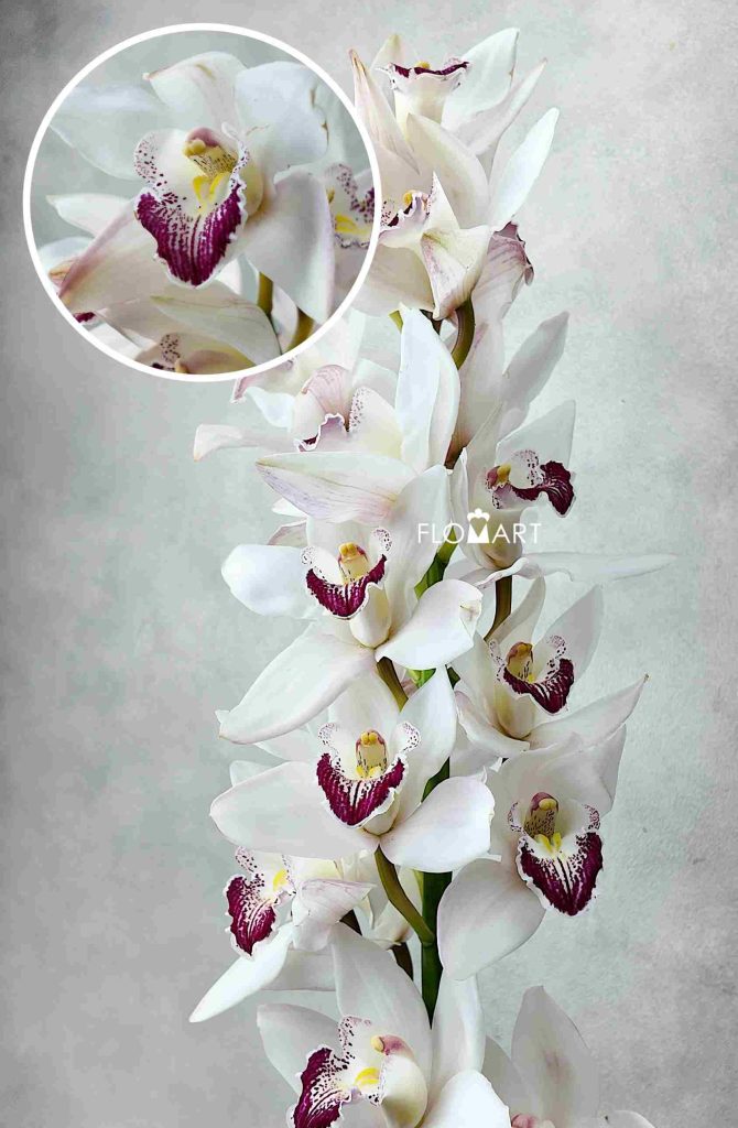 Cymbidium Std White Anouk