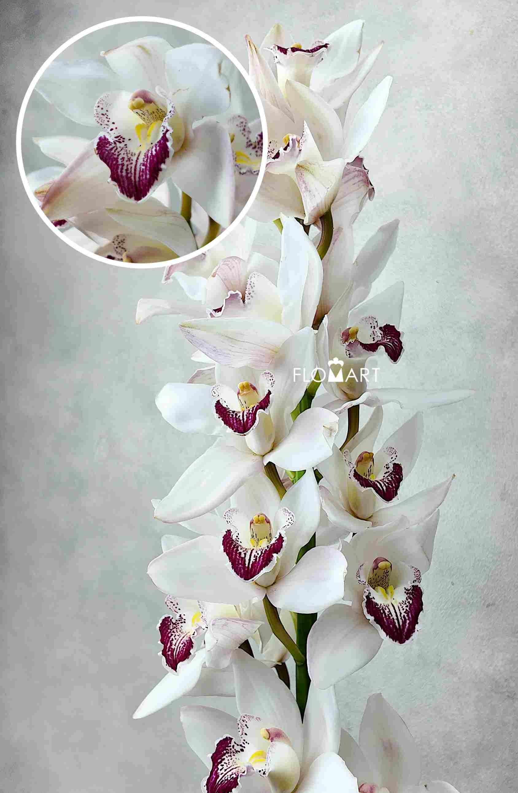 Cymbidium Std White Anouk - Image 1