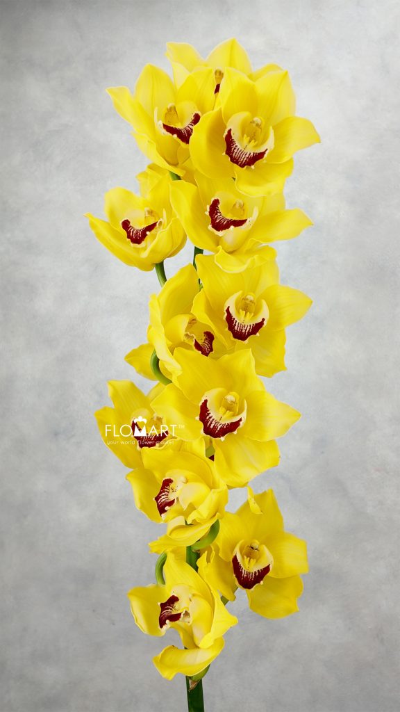 Cymbidium Std Yellow Mimosa