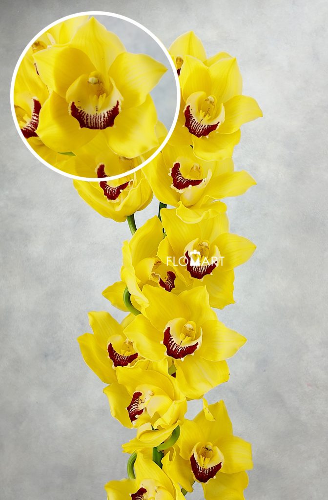 Cymbidium Std Yellow Mimosa
