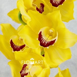 Cymbidium Std Yellow Mimosa - Image 2