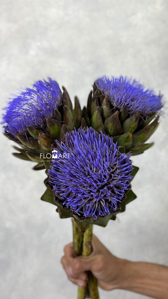 Cynara Scolymus Cencerto