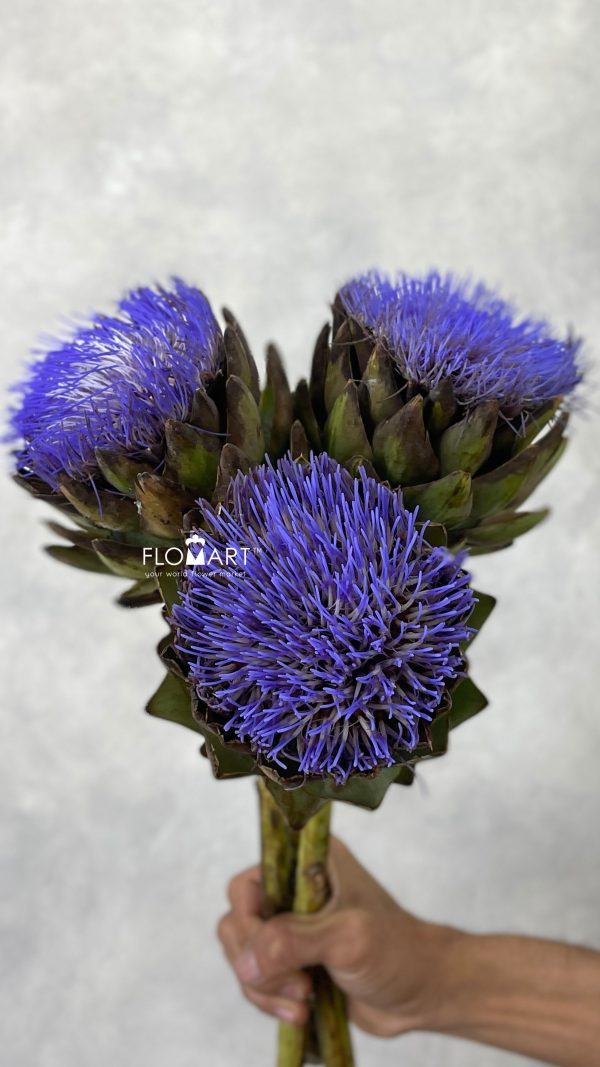 Cynara Scolymus Cencerto