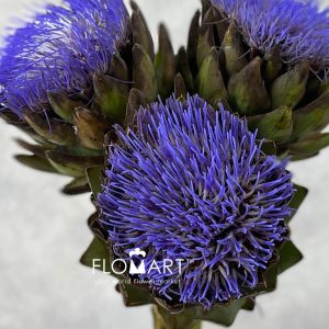 Cynara Scolymus Cencerto