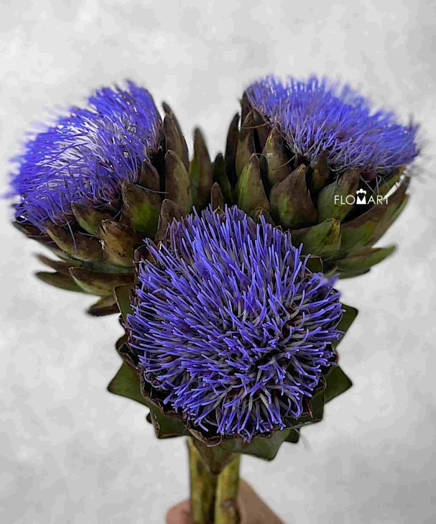 Cynara Scolymus Cencerto