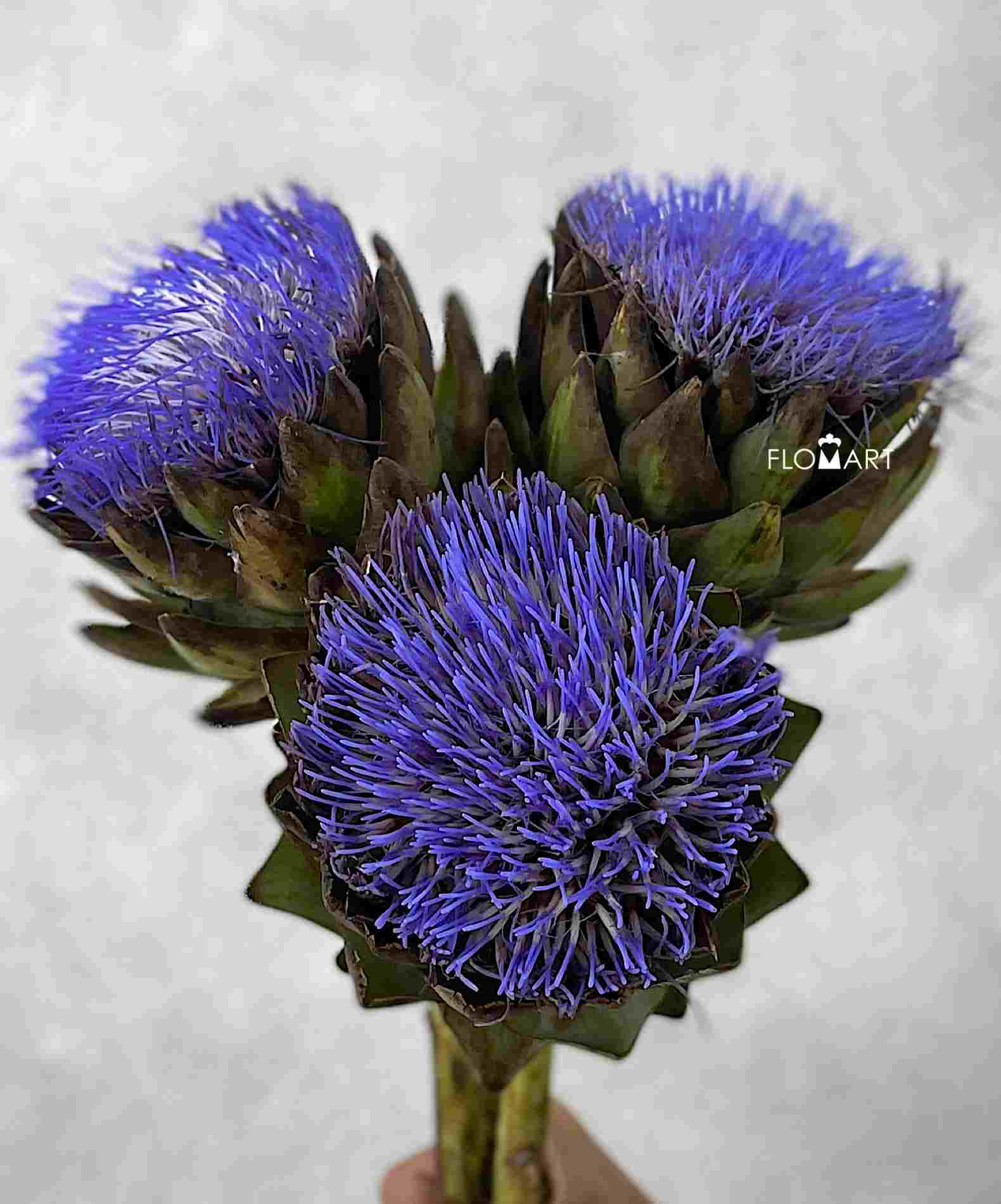 Cynara Scolymus Cencerto - Image 1