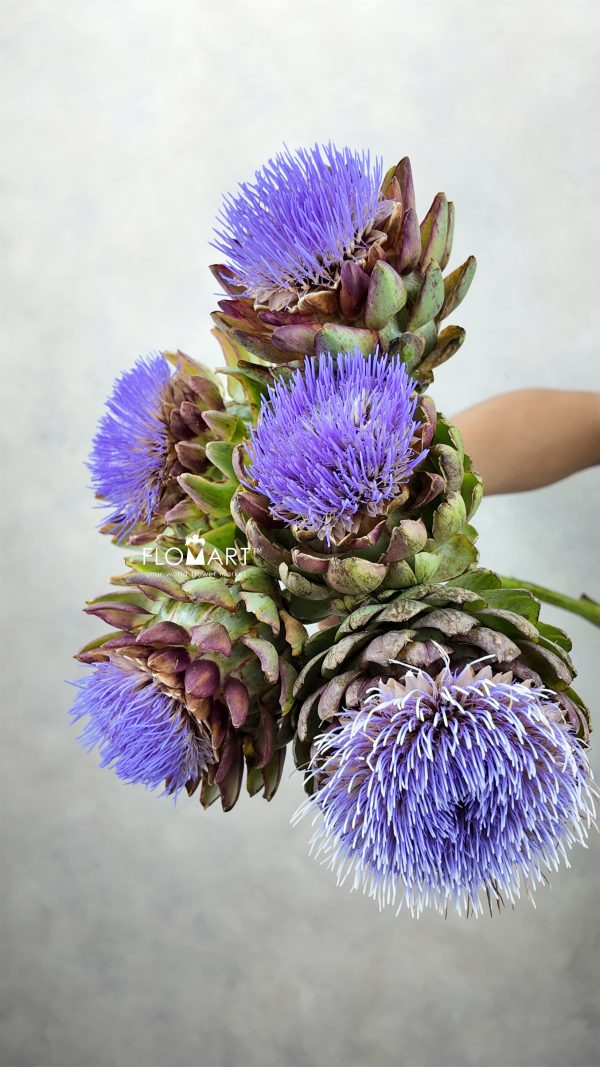 Cynara Scolymus Purple Cynara Scolymus Purple