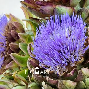 Cynara Scolymus Purple
