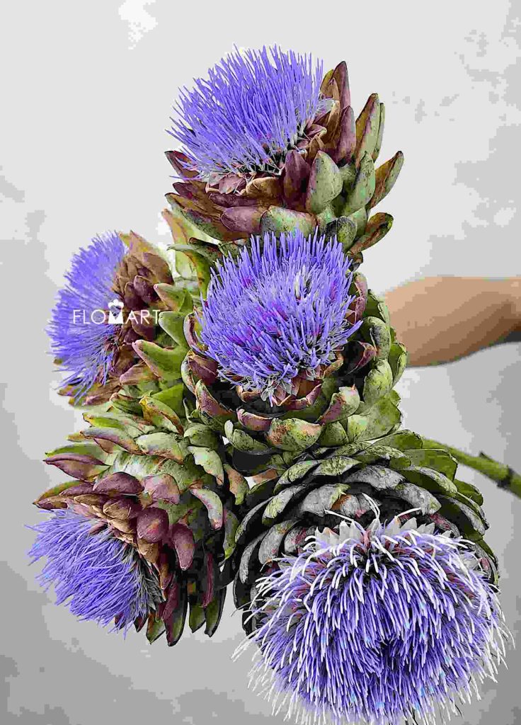 Cynara Scolymus Purple